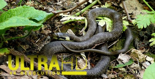 Serpent 1