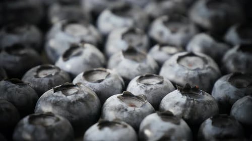 Macro View of Fresh Blueberries in Pile
