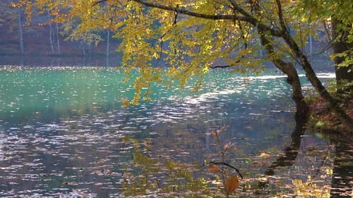 Turquoise Blue Lake in the Peaceful Forest