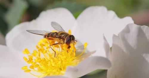 Hoverfly Feeding on White Spring Flower in Detail