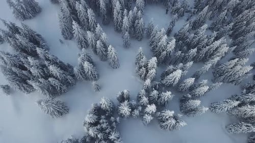 Top view of snowy winter forest. Aerial view on Winter pine forest: Mountain nature
