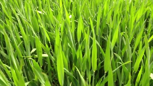 Green Wheat On The Field
