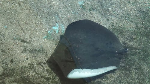 Overhead View of Eagle Ray