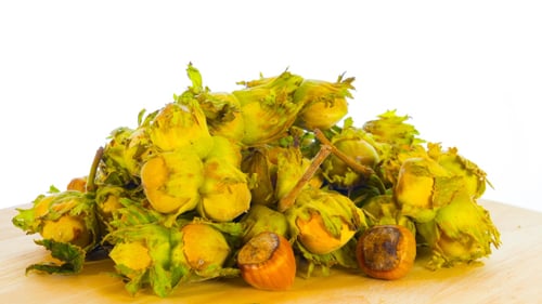 Fresh Hazelnuts Rotate