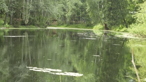 Rain On The Pond