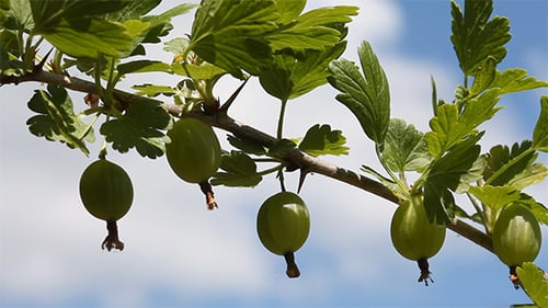 Gooseberries Hanging on a Thorny Branch