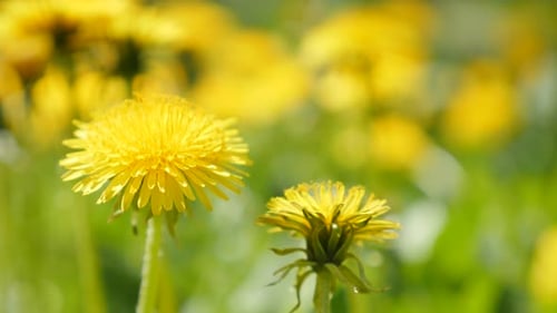 Löwenzahn Blütenkopf und grüner natürlicher Hintergrund 4K 2160p UltraHD Video - Schöne Taraxacum pla
