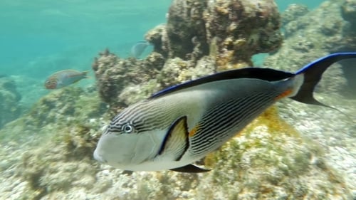 Sohalchirurg-Fisch