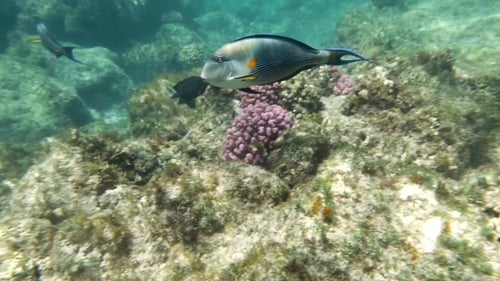 Surgeonfish Swimming near a Vibrant Coral Reef