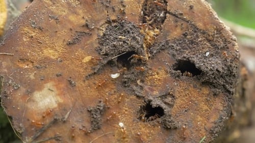 Ant Colony Living In Rotten Wood