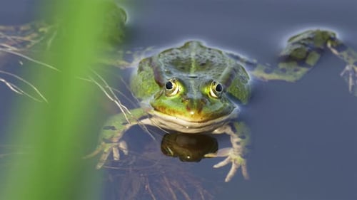 Green Frog Posing in a Pond