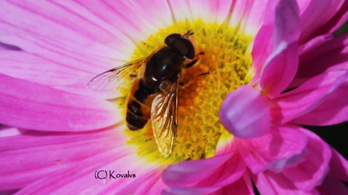 Bee Resting on Bright Pink Flower