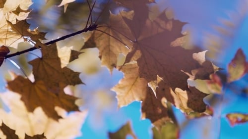 Autumn Leaves Swaying Gently on Branches