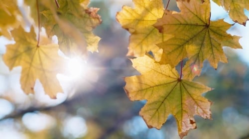 Bright Maple Leaves in Autumn Sunlight