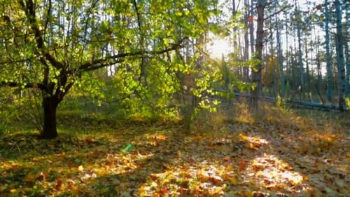 Autumn Leaves Covering a Forest Floor in Sunlight