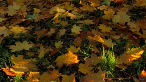 Yellow Maple Leaves on Ground in Autumn