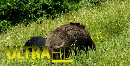 Wildschweine 1