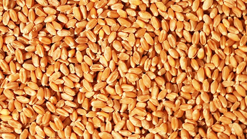 Grain of Wheat