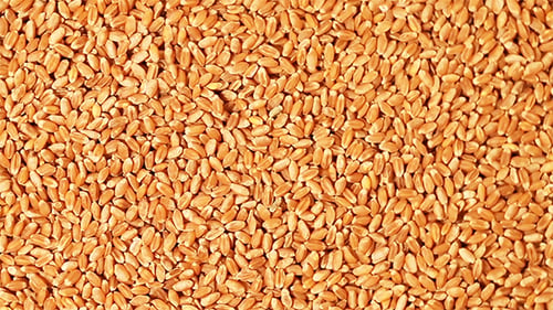Grano de trigo