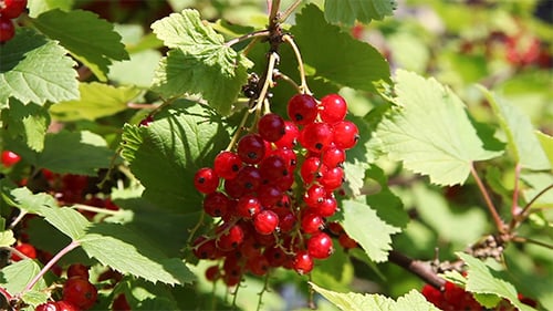 Branch of Red Currant