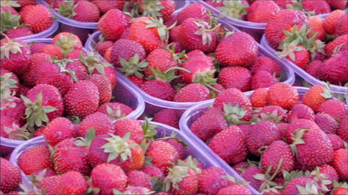 Containers of fresh, ripe red strawberries