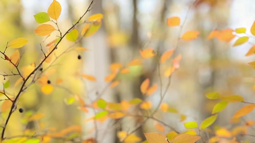 Autumn Leaves