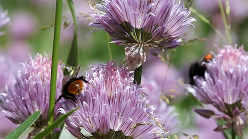 Working Bumblebee