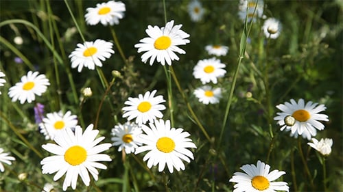 Daisy Flowers Blooming in a Green Field