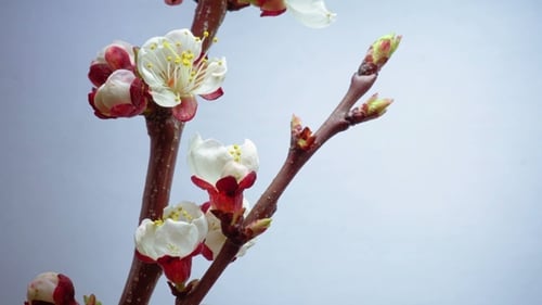 Spring in Plum Garden