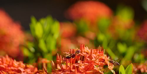 Bees Gathering Nectar from Orange Tropical Flowers