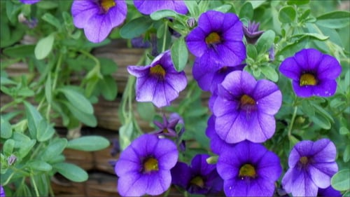 Vibrant Purple Flowers Blooming in the Daylight