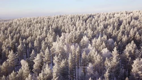 Winter Forest