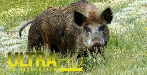 Wild Boar Walks Through Green Grass in Meadow