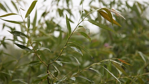 Leaves Under Rain