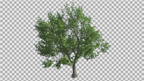 Green Ash Tree Thin Trunk Fluttering Green Leaves