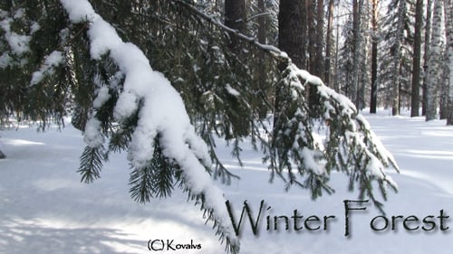 Winter Forest