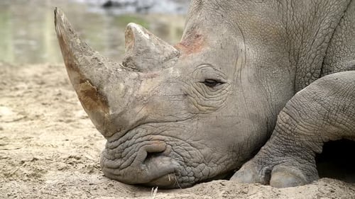 Rhinoceros Rhino Extreme Nahaufnahme Porträtvideo in der afrikanischen Savanne bei kleinen Regentropfen danach