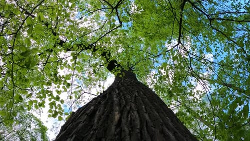 Green Trees on a Sunny Summer Day
