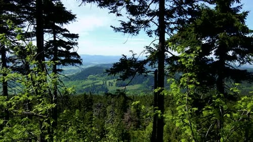 Trees in a Vast Forest Area, a Hilly Landscape and the Blue Sky in the Background