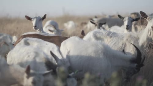 Goat Herd Walking and Grazing on a Meadow and Eats Grass.