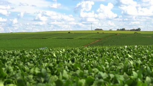 Soyfield Sunny Day