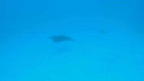 Plongée sous-marine et plongée en apnée avec des raies manta sur l'île tropicale de Bora Bora.
