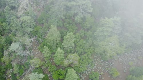 Aerial View of Lush Green Forest Landscape