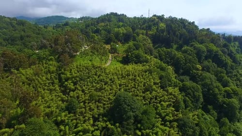 Green Trees Growing on Hills Lushly with Road Running Amidst, Batumi Georgia