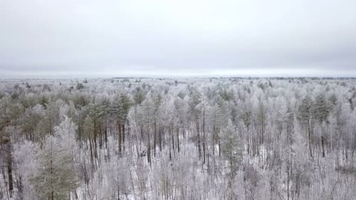 Winter Forest
