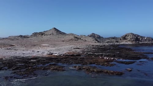 Un groupe de magnifiques flamants roses se promène dans l'eau de l'océan Atlantique