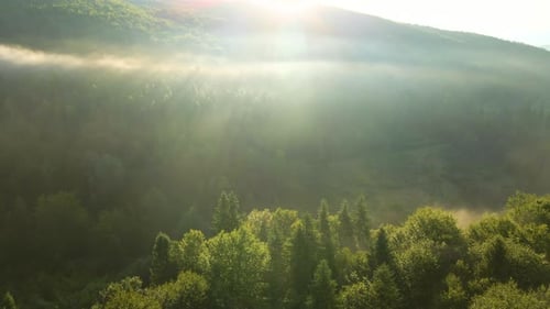 Vibrant Foggy Morning Over Dark Forest Trees at Bright Summer Sunrise