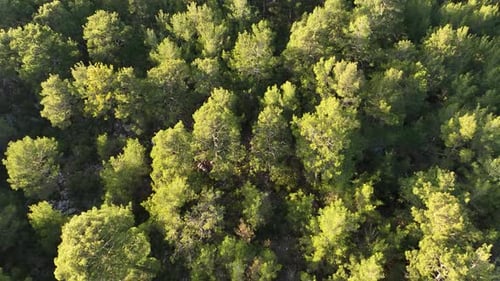Forest texture aerial view 4 K Turkey Alanya