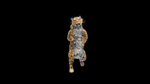 Leopard Dancing 4K