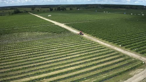 Vista aérea de paseos en tractor a lo largo de las verdes ramas del campo de arándanos en una plantación de arándanos, remoción